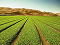 发展环水有机农业 提升农产品质量 (937播放)